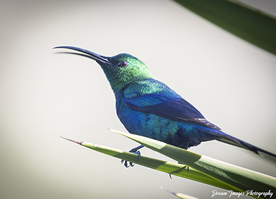 Bird 5